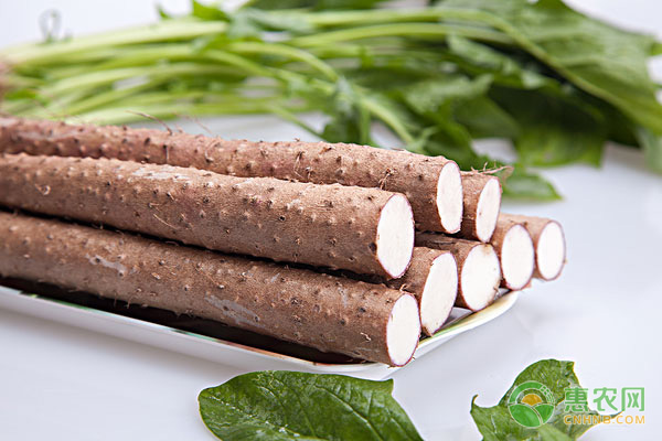 山药最新价格行情掀起健康食材热潮！
