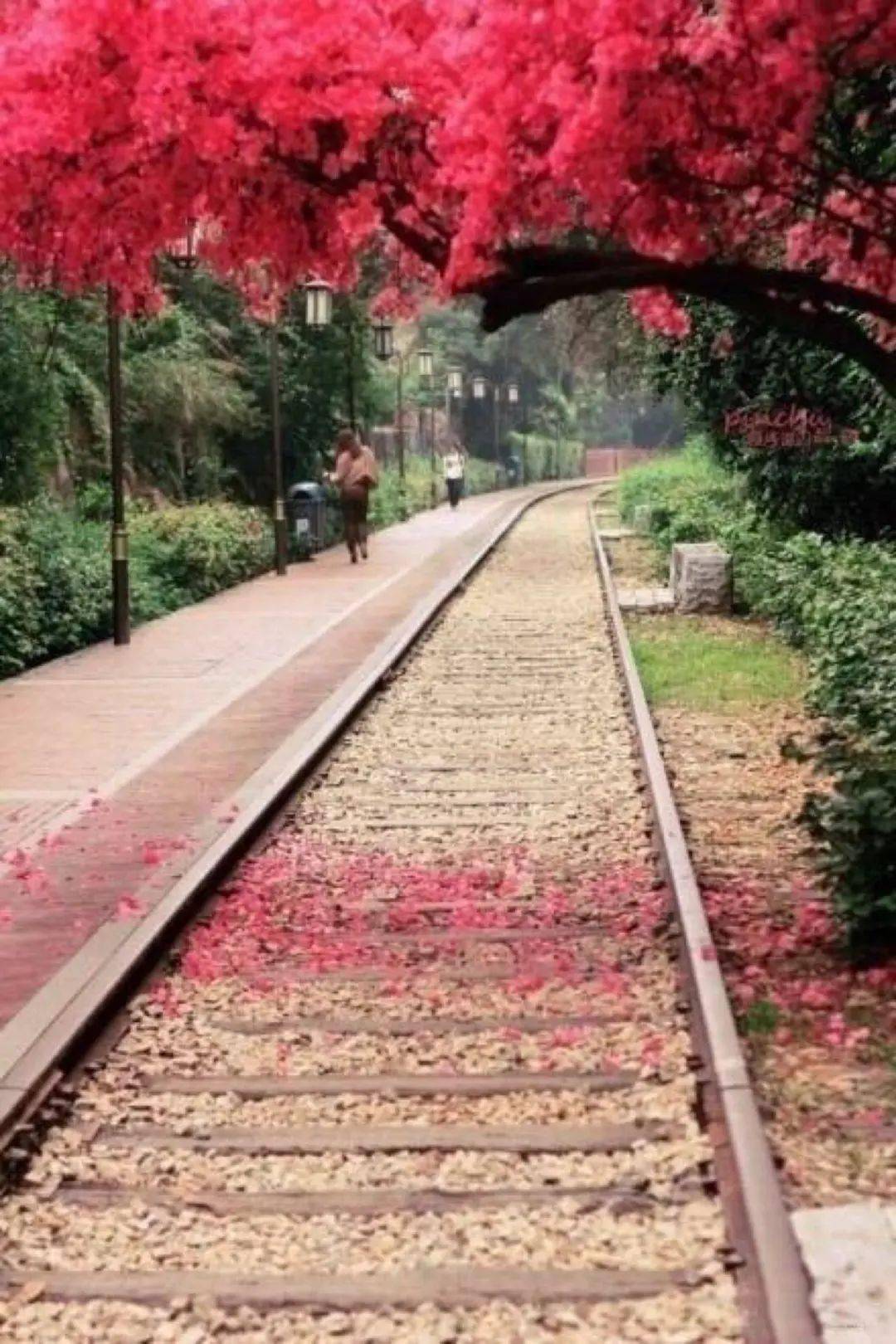 邯济铁路新篇章，温馨有趣的旅程最新消息