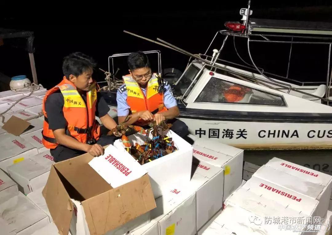 客车司机违规携带鲜活龙虾入境被查，事件回顾与应对步骤指南