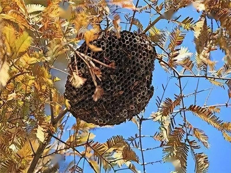 摘马蜂窝引发悲剧，意外与温情背后的深刻反思