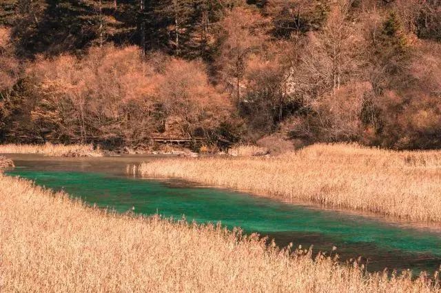 黄河湿地滥伐林木事件，滥伐40棵引发关注，六人被捕及事件观点论述