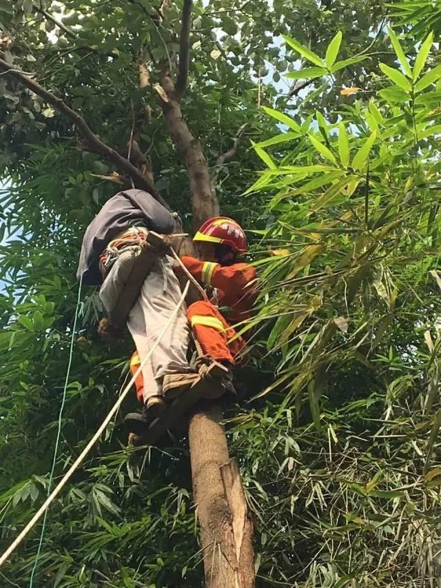 摘马蜂窝悲剧，路人遭蜇身亡，小巷神秘小店背后的故事