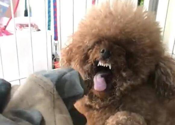 高科技魅力下的泰迪犬体验分享，女子花重金购买画眼线泰迪犬