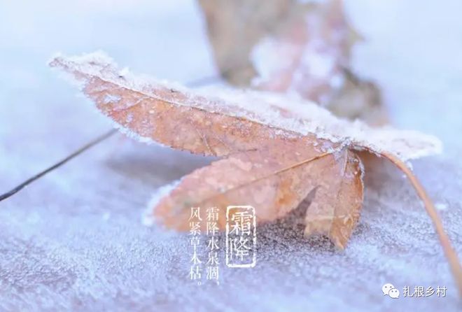 霜降晴天的背后，揭示为何人们最怕霜降晴