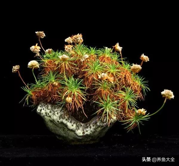 小草吧最新地址,小草吧最新地址，科技前沿的高科技产品介绍
