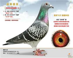 黄河公棚最新公告，小巷中的独特风味探索之旅揭秘